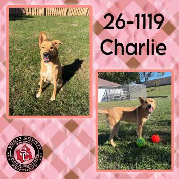 Charlie -  Shepherd Dog for Adoption in Georgetown, Kentucky - Charlie | PetCurious