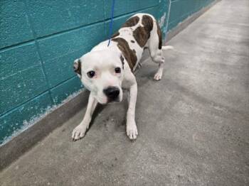 Rescue Staffordshire Bull Terrier and Mixed Breed Dogs for Adoption in Houston, Texas - MILO | PetCurious