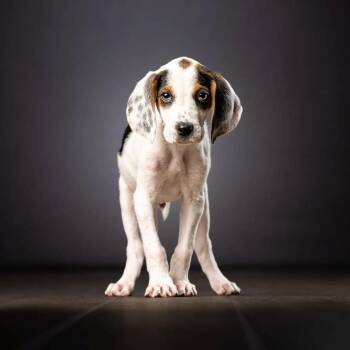 Foxtrot -  Hound and Mixed Breed Dog for Adoption in Jupiter, Florida - Foxtrot | PetCurious