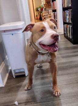 Tarantino -  Mixed Breed Dog for Adoption in Cincinnati, Ohio - Tarantino | PetCurious