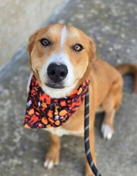Artemis -  Labrador Retriever Dog for Adoption in Golden, Colorado - Artemis | PetCurious