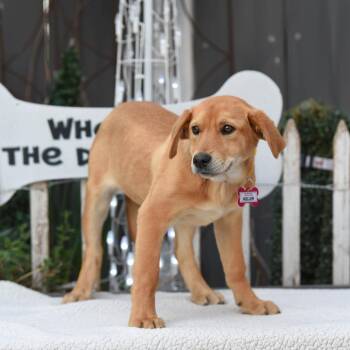 Shepherd Dogs Available for Adoption - Keller | PetCurious