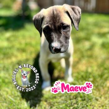 Mixed Breed Dogs Available for Adoption in Omaha, Nebraska - The M Litter; Maeve | PetCurious