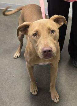 Kahlua -  Pit Bull Terrier and Mixed Breed Dog for Adoption in Fresno, California - Kahlua | PetCurious