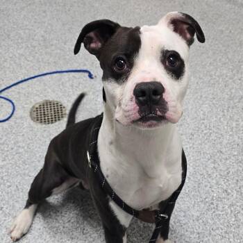 Mango -  American Staffordshire Terrier Dog for Adoption in Grand Rapids, Michigan - Mango | PetCurious