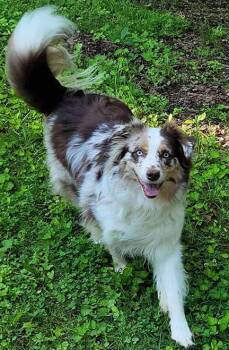 CoCo Bean -  Australian Shepherd Dog for Adoption in Bloomington, Indiana - CoCo Bean | PetCurious