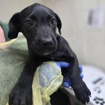 Rescue Hound and Rottweiler Dogs for Adoption in Incline Village, Nevada - Garamond | PetCurious