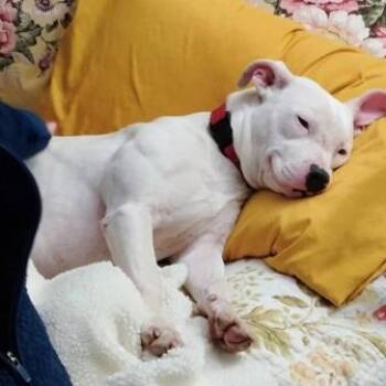 Pit Bull Terrier Dogs Available for Adoption in Largo, Florida - LAYLA -Needs A Foster Or Adopter | PetCurious