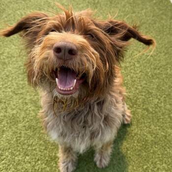 Scotty -  Australian Shepherd and Mixed Breed Dog for Adoption in Cody, Wyoming - Scotty | PetCurious