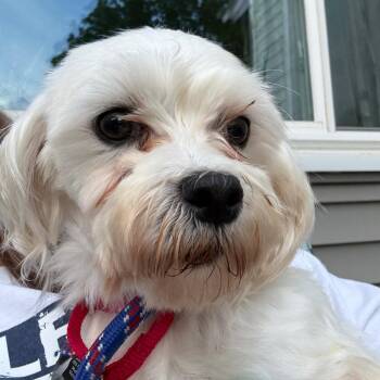 Darcy -  Maltese Dog for Adoption in Sinking Spring, Pennsylvania - Darcy | PetCurious