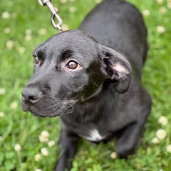 Munchkin -  Labrador Retriever Dog Available for Adoption in South Elgin, Illinois - Munchkin | PetCurious