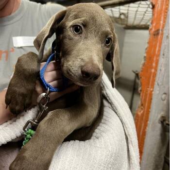 Broccoli Cheddar -  Weimaraner and Mixed Breed Dog for Adoption in Austin, Texas - Broccoli Cheddar | PetCurious