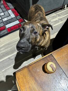 Blue Tigger -  German Shepherd Dog and Pit Bull Terrier Dog for Adoption in Gilberts, Illinois - Blue Tigger | PetCurious