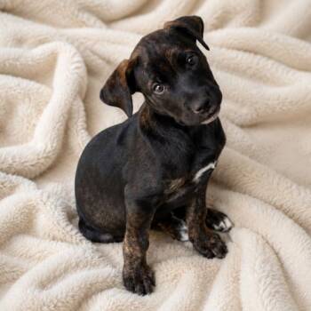 Hazel -  Black Labrador Retriever and Shepherd Dog for Adoption in Lathrop, California - Hazel | PetCurious