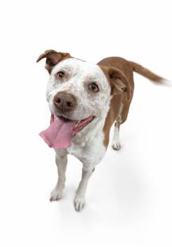 Pit Bull Terrier and Mixed Breed Dogs Available for Adoption in Rock Springs, Wyoming - Dakota | PetCurious
