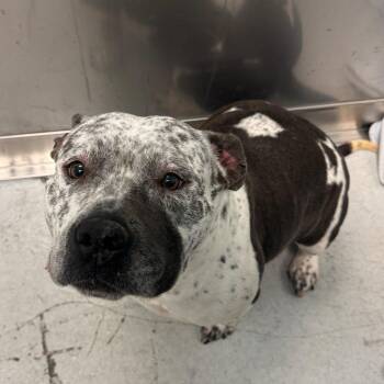 Mixed Breed Dogs Available for Adoption in Davenport, Iowa - Cassa | PetCurious