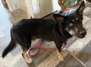 Pie (Daphne) -  German Shepherd Dog and Husky Dog for Adoption in Carson City, Nevada - Pie (Daphne) | PetCurious