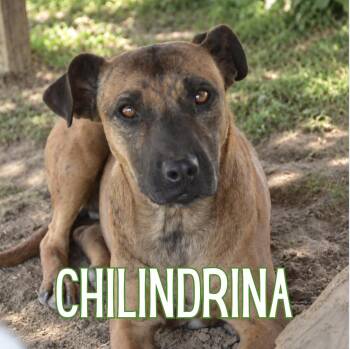 Chilindrina -  Mixed Breed Dog for Adoption in Mississauga, Ontario - Chilindrina | PetCurious