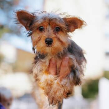 Altun -  Yorkshire Terrier Dog for Adoption in Northbrook, Illinois - Altun | PetCurious