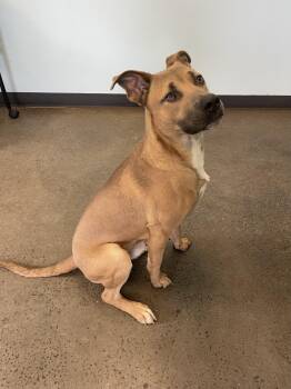 Rescue Mixed Breed Dogs for Adoption in Mishawaka, Indiana - Rumble | PetCurious