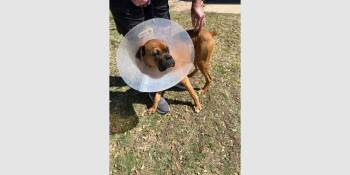 Boxer Dogs Available for Adoption - Warden | PetCurious