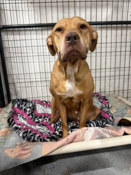 Mixed Breed Dogs Available for Adoption - Mildred | PetCurious