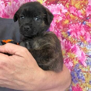 Labrador Retriever and Mixed Breed Dogs Available for Adoption in Normal, Illinois - Archie | PetCurious
