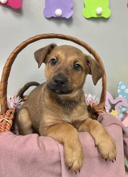 Mixed Breed Dogs Available for Adoption - TIMBER | PetCurious