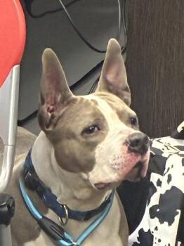 Mixed Breed Dogs Available for Adoption in West Chester, Pennsylvania - Winter | PetCurious