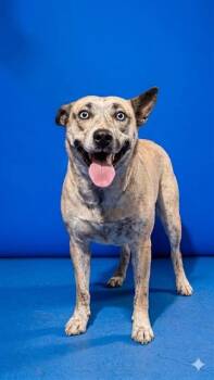 Mixed Breed Dogs Available for Adoption in Jacksonville, Florida - ROXIE | PetCurious