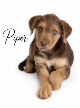 Piper -  Mixed Breed Dog for Adoption in Sylvania, Georgia - Piper | PetCurious