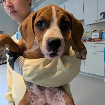 Clarissa -  Mixed Breed Dog for Adoption in Huntington, West Virginia - Clarissa | PetCurious