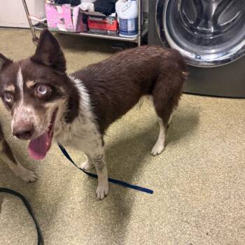 IVHS-Stray-144199 -  Husky Dog for Adoption in San Gabriel, California - IVHS-Stray-144199 | PetCurious