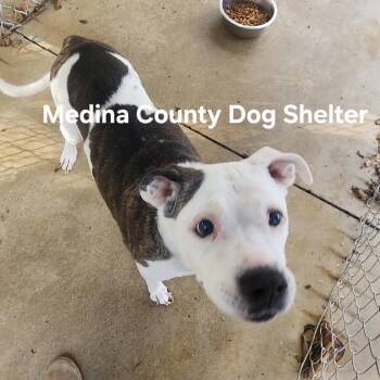 Rescue Pit Bull Terrier Dogs for Adoption in Medina, Ohio - Gloria | PetCurious