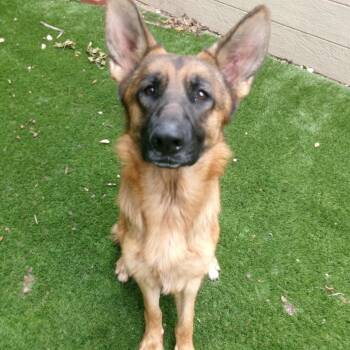 Callie -  German Shepherd Dog and Belgian Shepherd Malinois Dog for Adoption in Magnolia, Texas - Callie | PetCurious