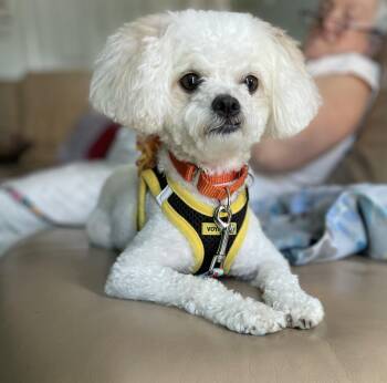 Nena -  Bichon Frise and Maltipoo Dog for Adoption in Mahwah, New Jersey - Nena | PetCurious