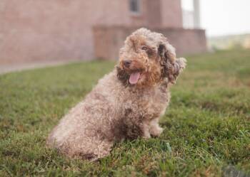 Rescue Miniature Poodle and Mixed Breed Dogs for Adoption in Gradyville, Kentucky - Leonie | PetCurious