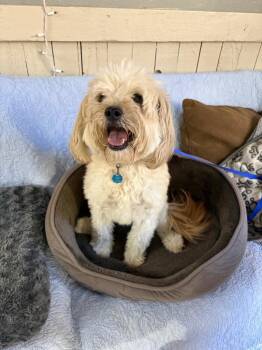 Army -  Terrier and Yorkshire Terrier Dog for Adoption in Fort Worth, Texas - Army | PetCurious