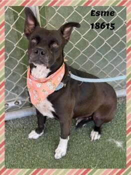 American Bully and Pit Bull Terrier Dogs Available for Adoption in Marietta, Georgia - ESME | PetCurious