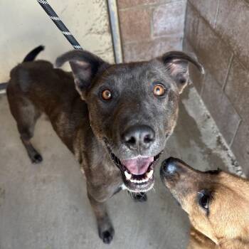 Black Labrador Retriever Dogs Available for Adoption - Grugg | PetCurious