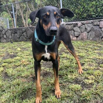 Waffles -  Mixed Breed Dog Available for Adoption in Keaau, Hawaii - Waffles | PetCurious