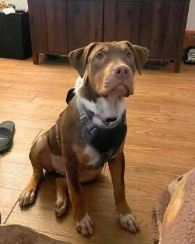 Rescue Redbone Coonhound and Mixed Breed Dogs for Adoption in El Paso, Texas - Fauna* | PetCurious