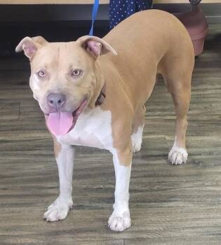 NENA -  Pit Bull Terrier and Mixed Breed Dog for Adoption in St. Cloud, Florida - NENA | PetCurious