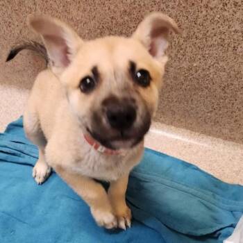 Dyson -  German Shepherd Dog Dog for Adoption in Oakland, California - Dyson | PetCurious