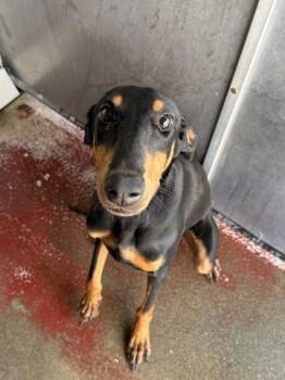 FREYA -  Doberman Pinscher Dog for Adoption in Redlands, California - FREYA | PetCurious