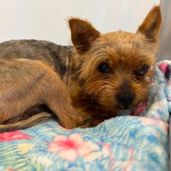 Milo -  Silky Terrier Dog for Adoption in Apple Valley, California - Milo | PetCurious