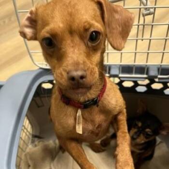 Polly -  Chihuahua and Miniature Pinscher Dog for Adoption in Riverside, Iowa - Polly | PetCurious