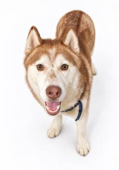 Misha -  Siberian Husky and Mixed Breed Dog for Adoption in Bowling Green, Kentucky - Misha | PetCurious