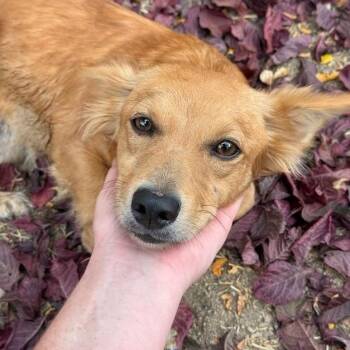 Pixie -  Corgi and Dachshund Dog for Adoption in Mountain Center, California - Pixie | PetCurious
