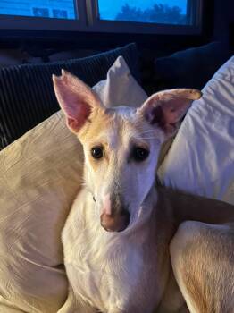 Rambo -  Pharaoh Hound and Labrador Retriever Dog for Adoption in Palos Heights, Illinois - Rambo | PetCurious